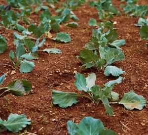 Rows of green leafy vegetables in soil