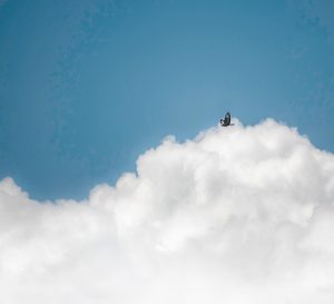 Bird, cloud and blue sky