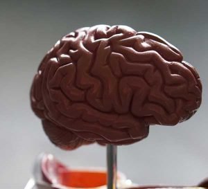 Brain model on pole