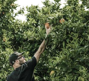 A man plucks an apple from a tree